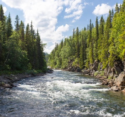 Water Flowing Through Forest