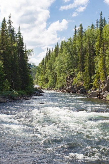 Water Flowing Through Forest