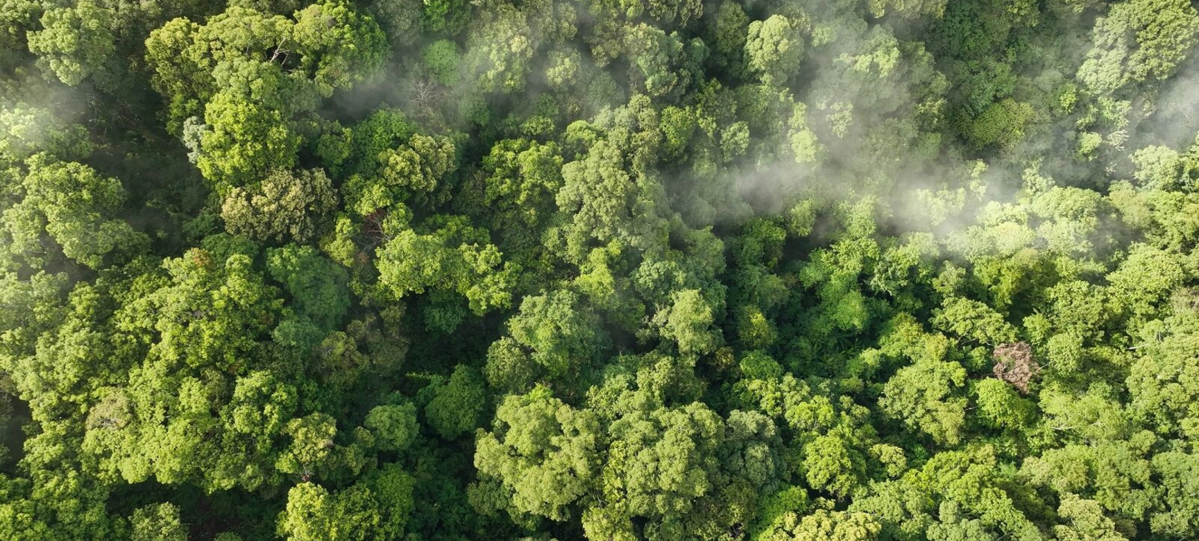 Forest Aerial View