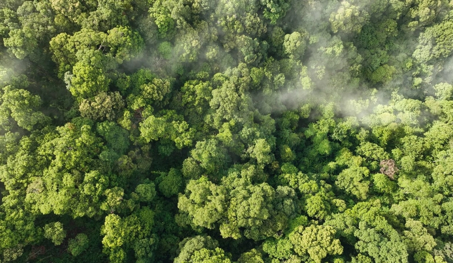 Forest Aerial View