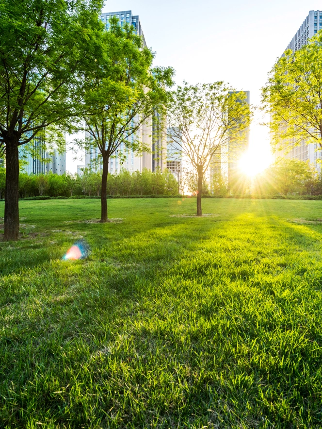 Green Trees Grass In Front Of Buildings