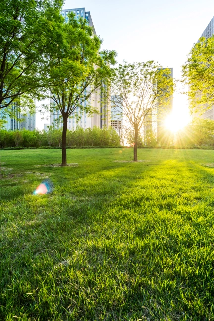 Green Trees Grass In Front Of Buildings