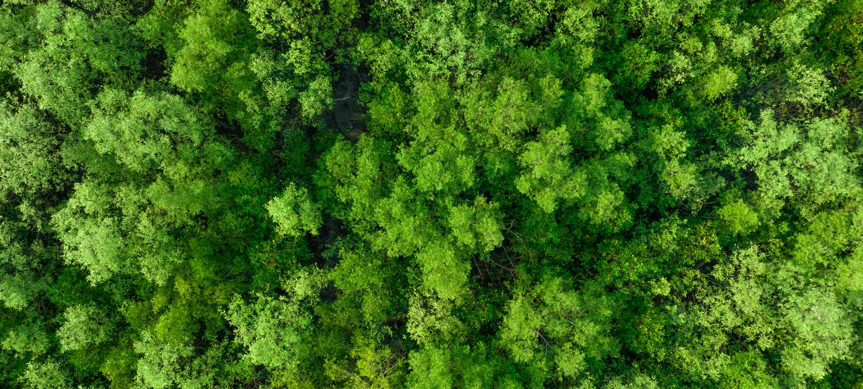 Aerial Shot Of Forest